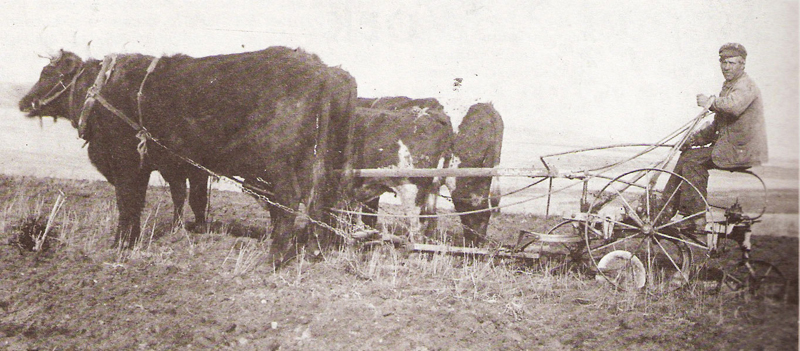 Farming_Pioneer_Ploughing