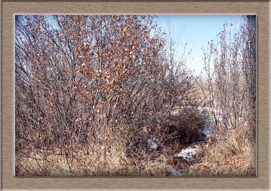Batoche-MetisRiflePitExcavation