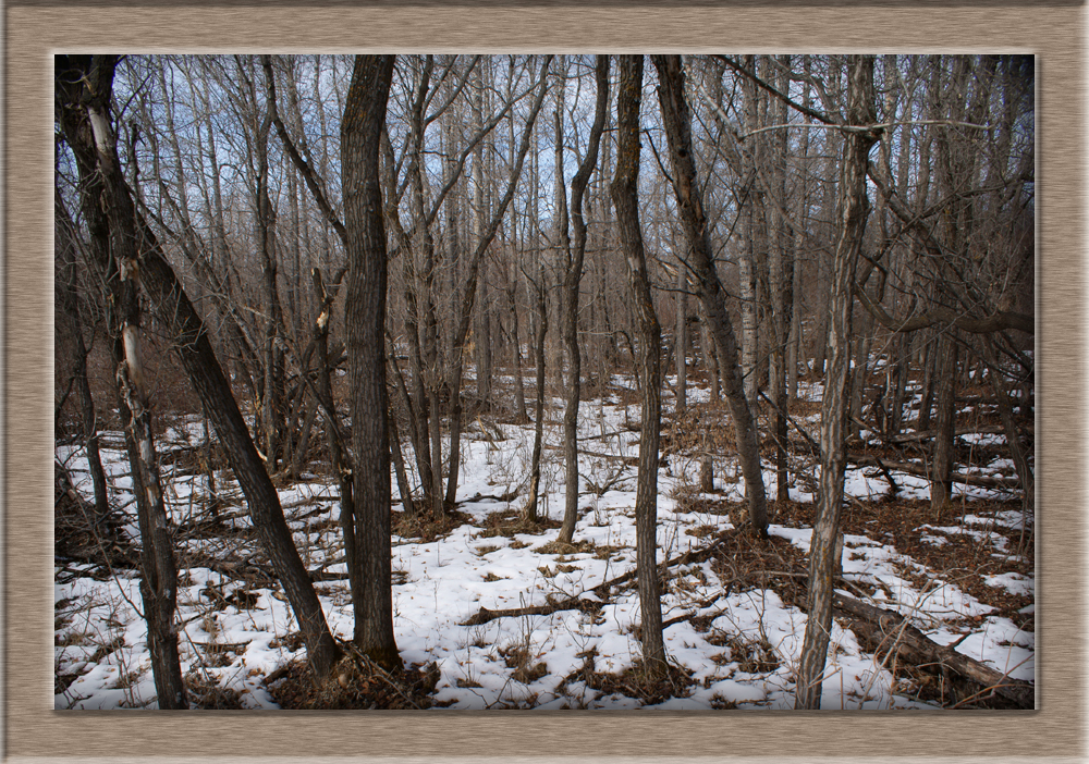 BatocheWoodsWhereRiflePits