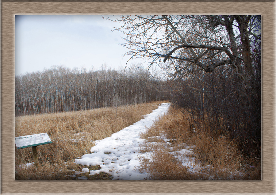 FC-CarltonTrailBrn07735