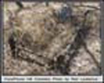 FoneHill__Cemetery