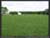 St_Matthew_Forrest_Farm_30
