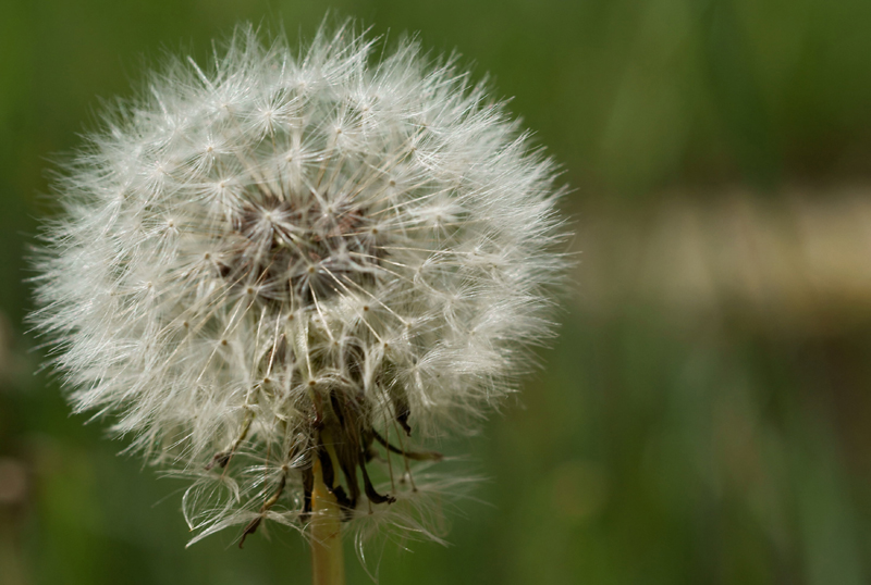 wishie02235-cropped