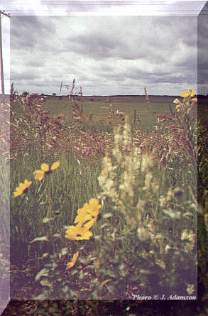 roadside Brown Eyed Susans and cattle grazing in the pasture.